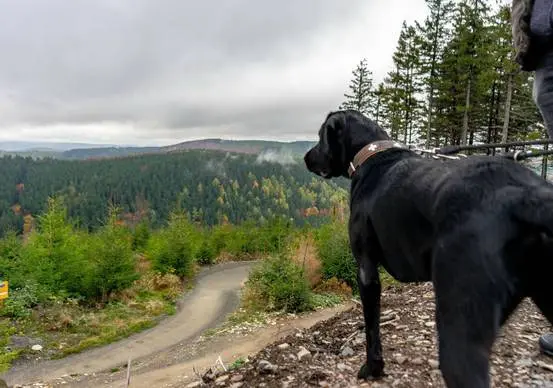 Schwarzer Hund auf einem Aussichtspunkt über dem Bike-Trail